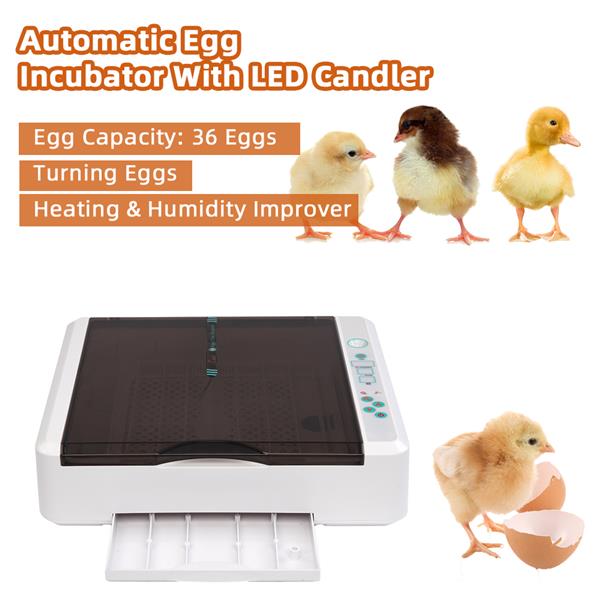 36 Egg Practical Fully Automatic Poultry Incubator with LED Light US Plug