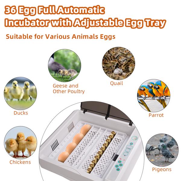 36 Egg Practical Fully Automatic Poultry Incubator with LED Light US Plug