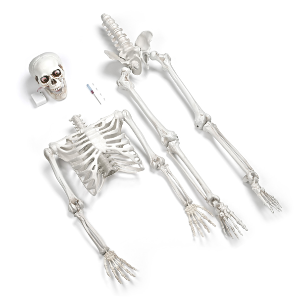 Halloween Decoration  Skeleton, Life Size Posable Skeleton with Stake Red Eyes Sound Activated Realistic Human Bones, Halloween Decoration for Indoor Outdoor Spooky Scene Haunted House（No shipping on 