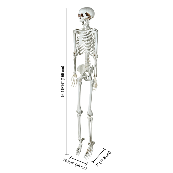 Halloween Decoration  Skeleton, Life Size Posable Skeleton with Stake Red Eyes Sound Activated Realistic Human Bones, Halloween Decoration for Indoor Outdoor Spooky Scene Haunted House（No shipping on 