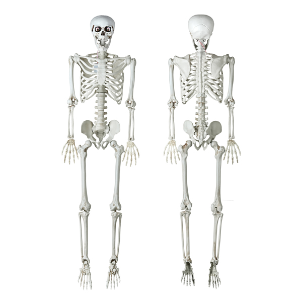 Halloween Decoration  Skeleton, Life Size Posable Skeleton with Stake Red Eyes Sound Activated Realistic Human Bones, Halloween Decoration for Indoor Outdoor Spooky Scene Haunted House（No shipping on 