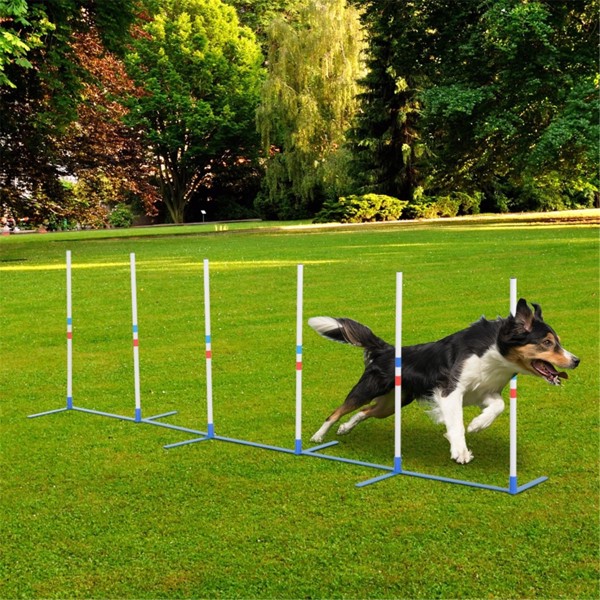 Dog Outdoor Exercise Training Set   ( Amazon Shipping)（Prohibited by WalMart）