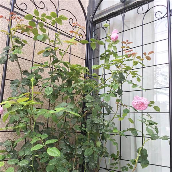 2 Pack Metal Garden Trellis for Climbing Plants Outdoor 86.7'' x 19.7'' Rustproof Plant Support Rose Trellis Netting Trellis Black