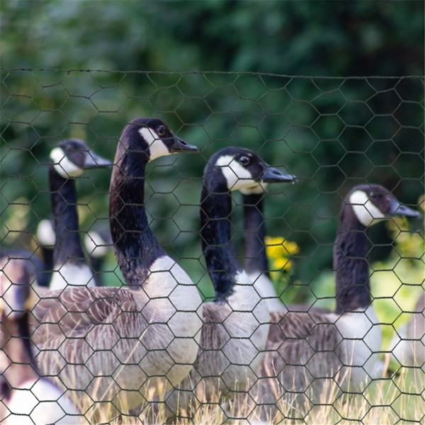 Chicken Wire Fence