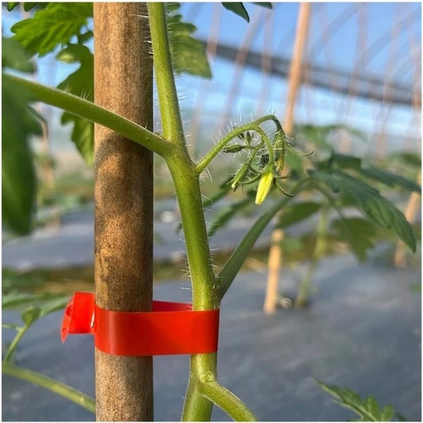 Plant tying machine for grapes, raspberries, tomatoes, and wine vegetables (red), 10 rolls of adhesive tape+1 box of nails