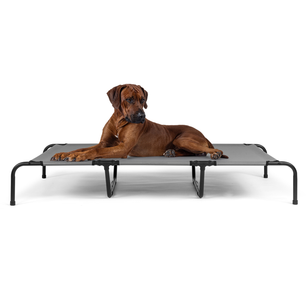 60"D x 37"W x 9"H  Dog Bed