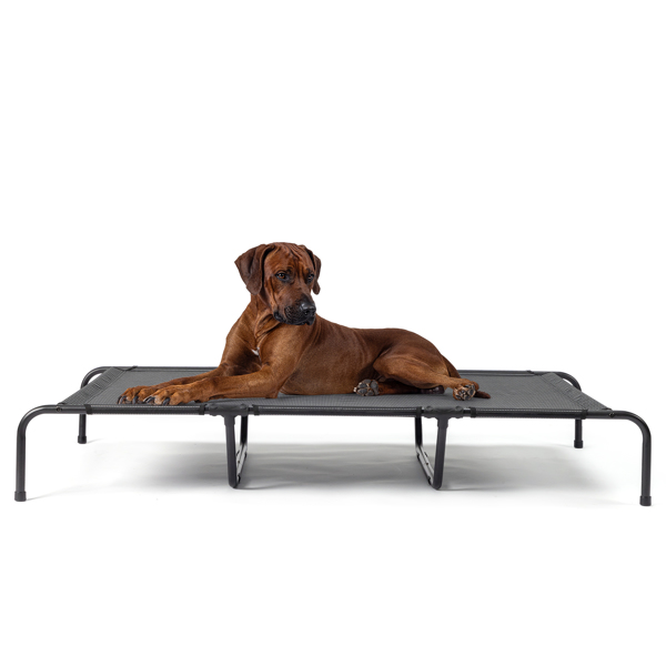 60"D x 37"W x 9"H  Dog Bed