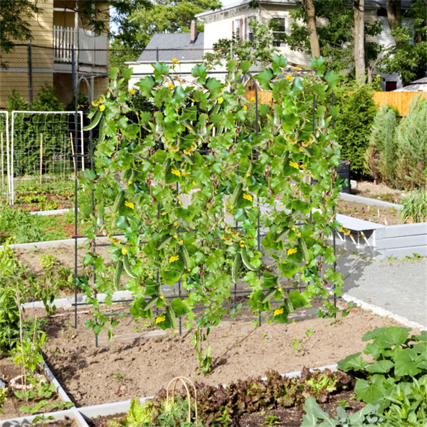 71" x 71" Garden Arched Trellis