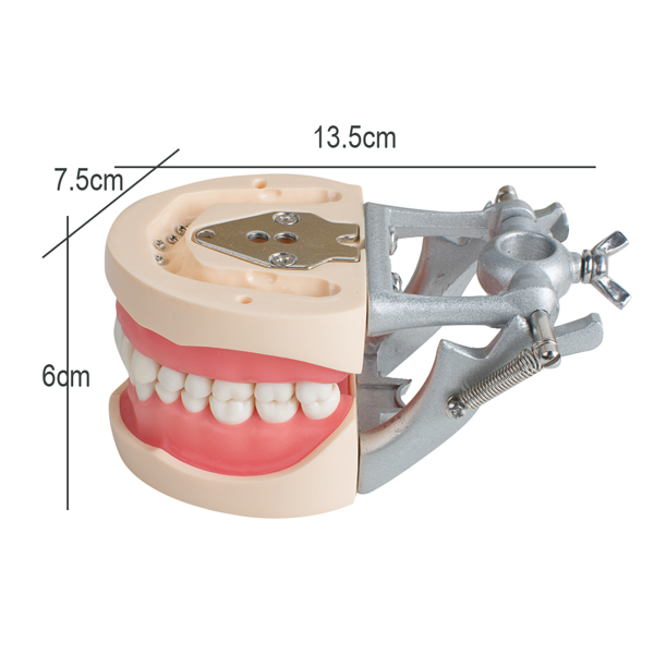 Model Dental Universal Plate 200H Type Removable Teeth