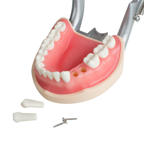 Model Dental Universal Plate 200H Type Removable Teeth