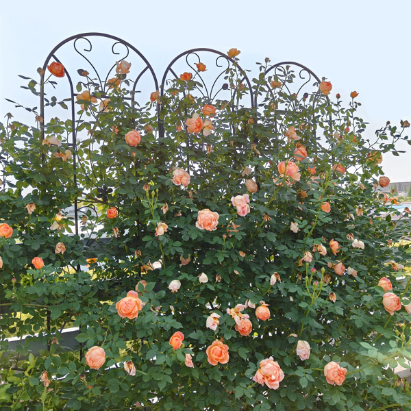 2 Pack Metal Garden Trellis 86.7