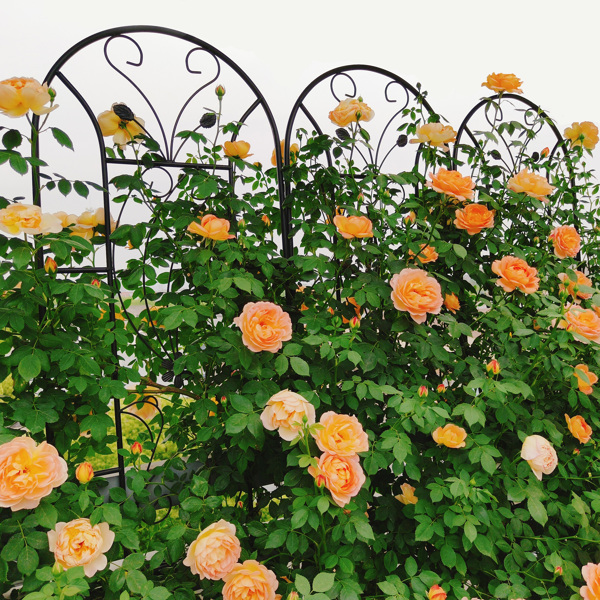 2 Pack Metal Garden Trellis 86.7