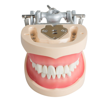 Model Dental Universal Plate 200H Type Removable Teeth