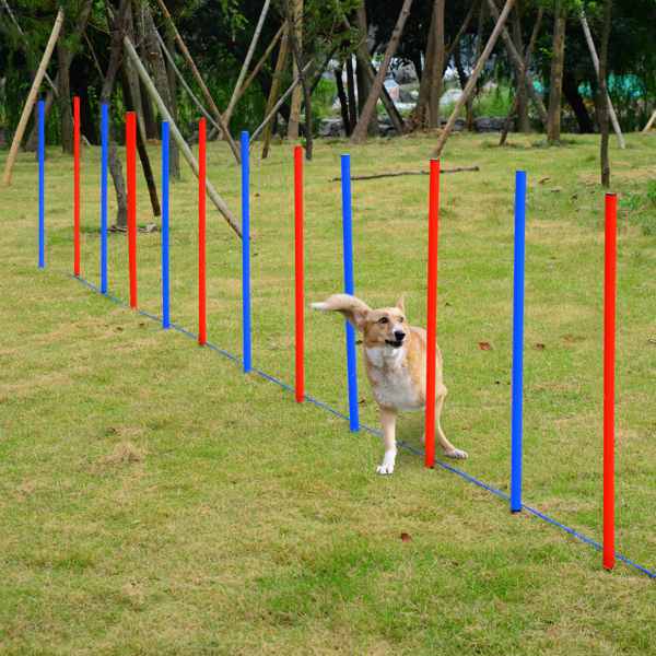 Dog Agility Training Equipment ( Amazon Shipping)（Prohibited by WalMart）