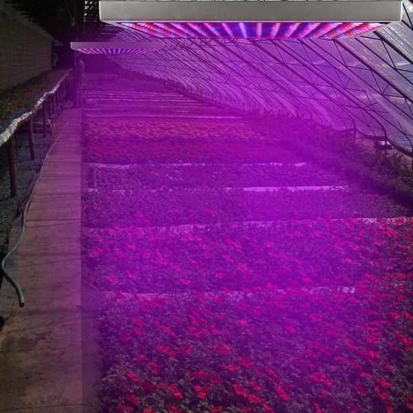 LED 植物生长灯 全光谱悬挂式 225 个 LED 植物生长灯 适用于温室多肉植物和花卉苗木的室内生长灯（15 W LEDs）-5