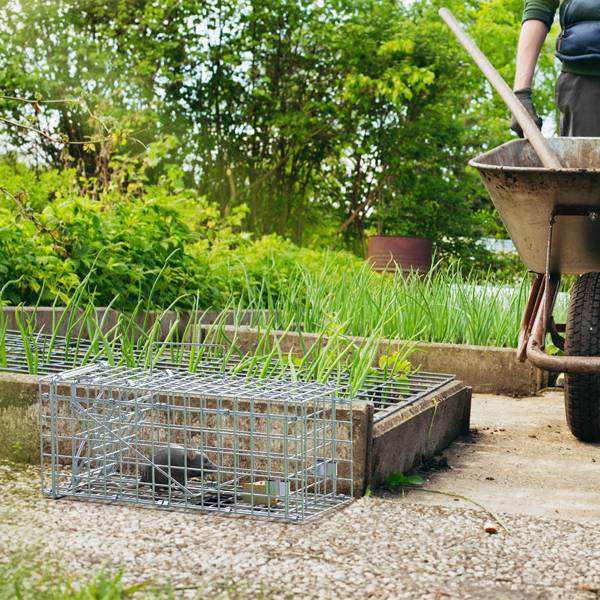 （自提可发加拿大，temu&tk下自提单）2 个装人性化捕鼠器 - 瞬时锁定单向门，2 毫米镀锌金属，对儿童和宠物安全，室内/室外可重复使用的捕鼠器，易于设置和释放-3