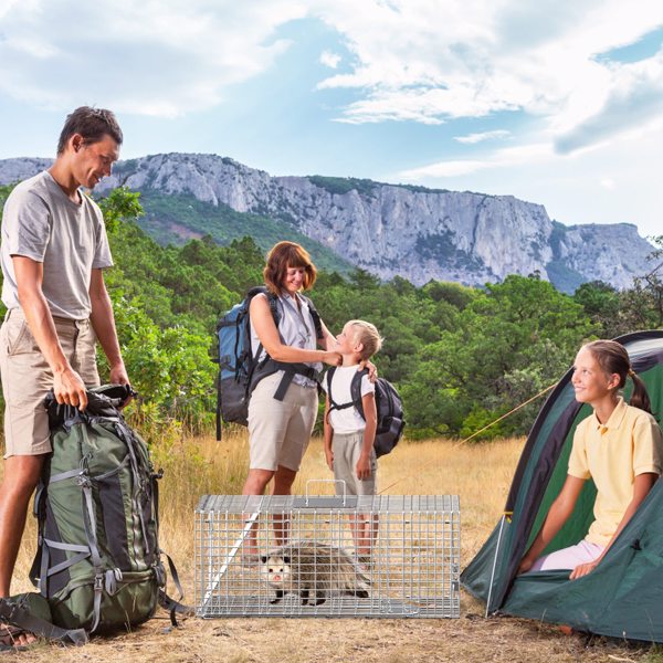 （物流随机发，自提可发加拿大）-人道动物捕兽笼（尺寸：30.51x11.02x11.81英寸）- 镀锌坚固金属网，灵敏触发装置及双门设计，带手柄防护板，可折叠结构，适用于16.5磅以下浣熊、负鼠、臭鼬等动物，室内外通用-8