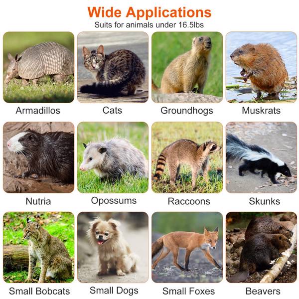 （物流随机发，自提可发加拿大）-人道动物捕兽笼（尺寸：30.51x11.02x11.81英寸）- 镀锌坚固金属网，灵敏触发装置及双门设计，带手柄防护板，可折叠结构，适用于16.5磅以下浣熊、负鼠、臭鼬等动物，室内外通用-5