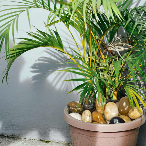 38磅多色河石，2-3英寸抛光鹅卵石-室内/室外使用的装饰性白色石头，非常适合植物、花瓶填充物、水族馆、鱼缸和花园景观-3