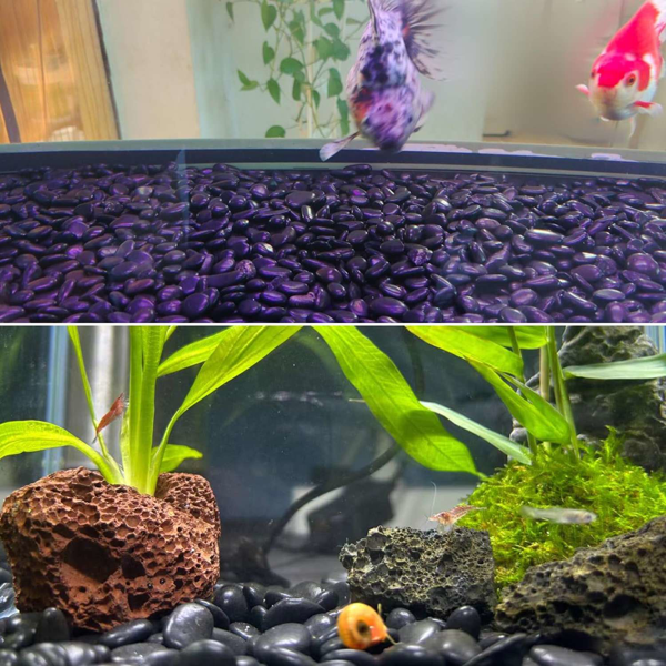 ​​38lbs黑河岩石，2-3英寸抛光植物鹅卵石，花瓶填充物，水族馆，景观美化，室内/室外装饰（周末不发货，禁售亚马逊）-4