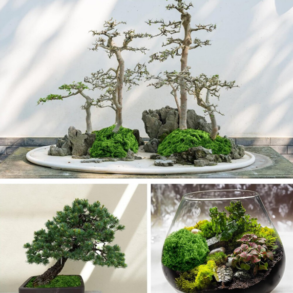 仿真苔藓-5