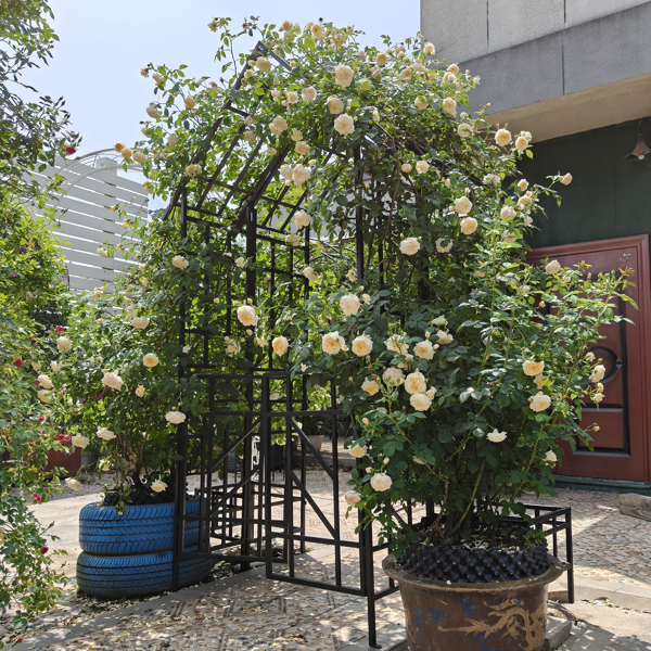 Metal Garden Arch with Gate W58.07*H97.24 Climbing Plants Support Rose Arch Outdoor Black-3